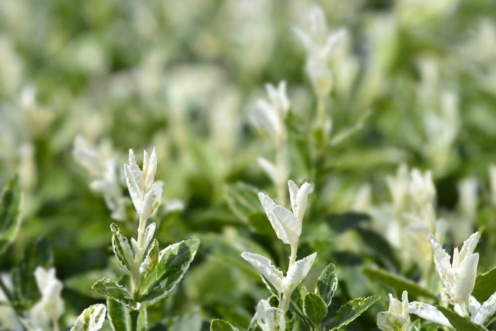 Trzmielina fortunei HARLEQUIN - 4