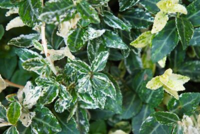 Trzmielina fortunei HARLEQUIN