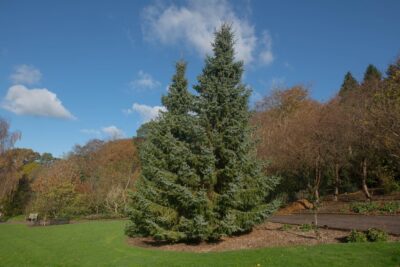 Świerk SERBSKI 100 cm