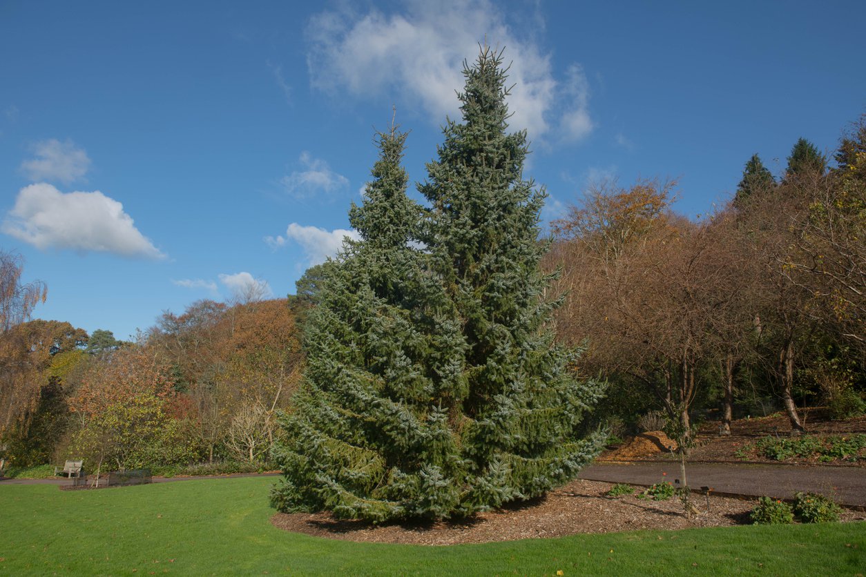 Świerk SERBSKI 100 cm