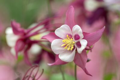 ORLIK RÓŻOWO BIAŁY