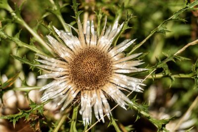 Dziewięćsił bezłodygowy SIMPLEX