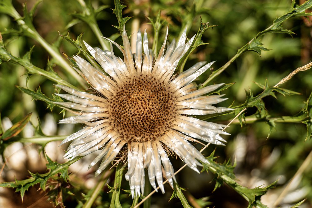 Dziewięćsił bezłodygowy SIMPLEX