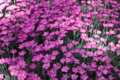 Goździk ogrodowy DINETTA PURPLE