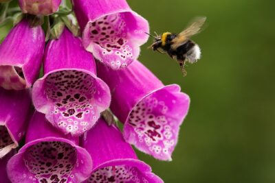 Naparstnica PURPUROWA