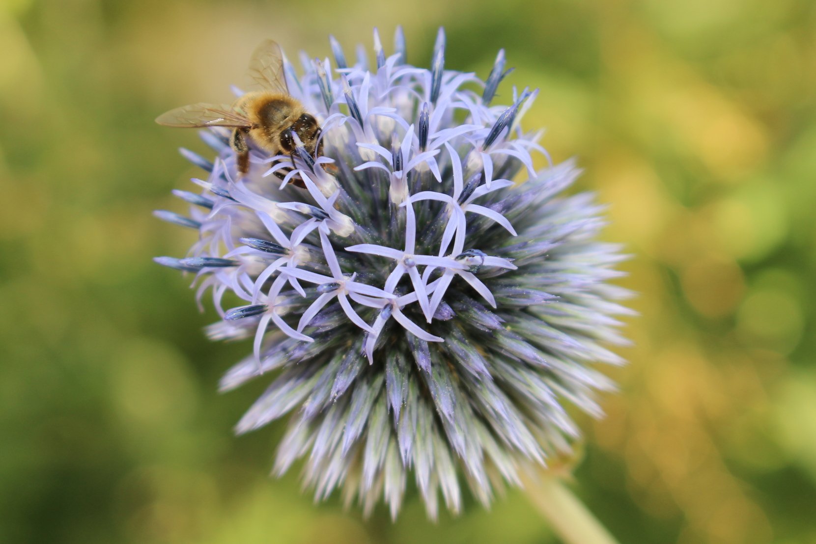 Przegorzan banacki BLUE GLOBE