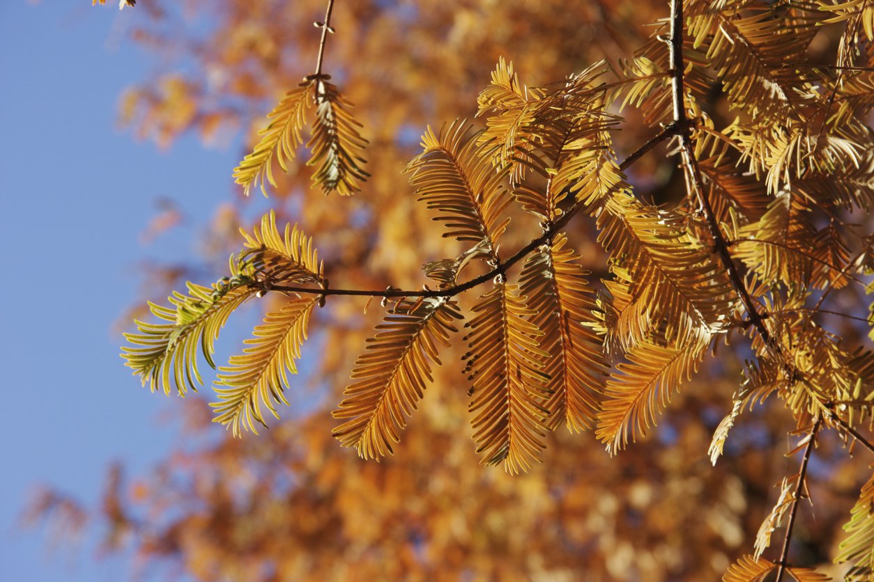 Metasekwoja chińska GOLD RUSH