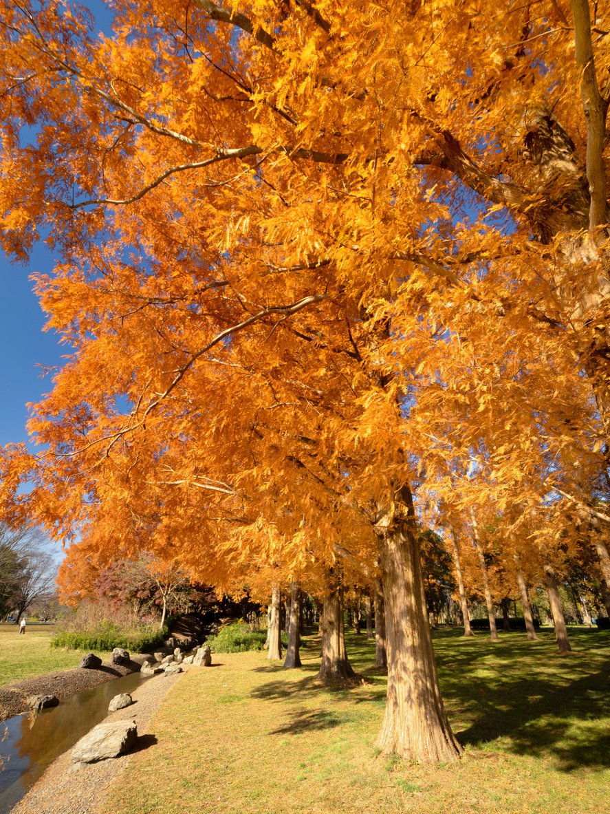 Metasekwoja chińska GOLD RUSH - 2