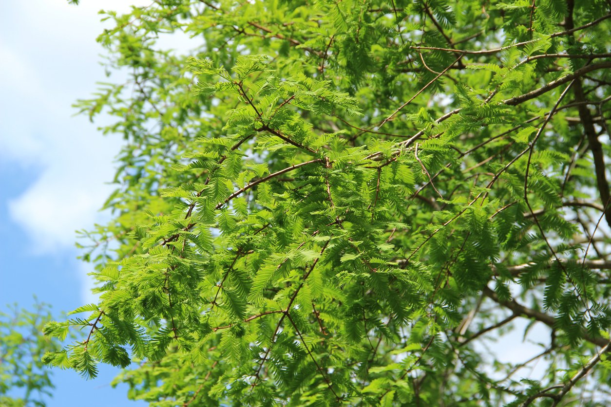 Metasekwoja chińska GOLD RUSH - 3