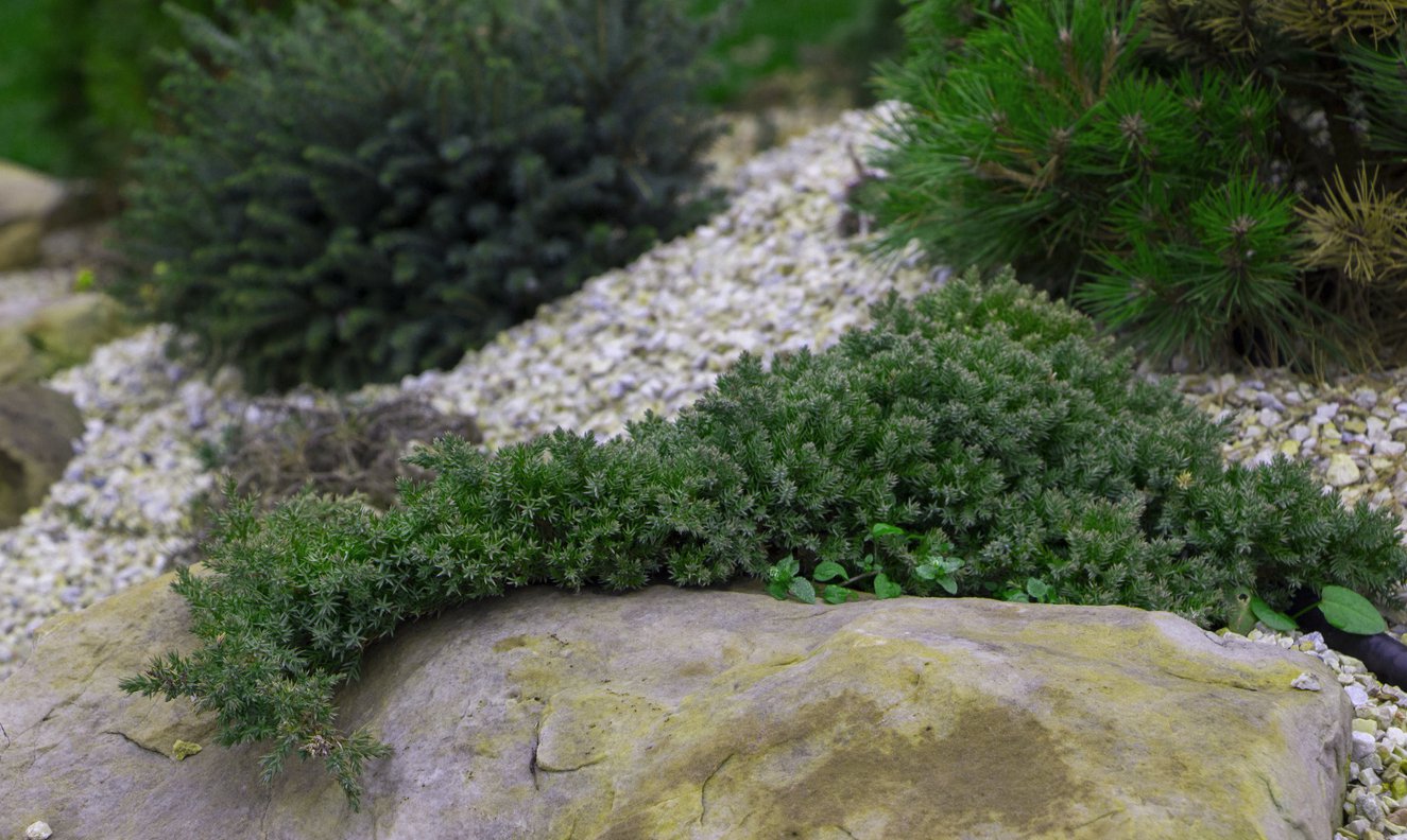 Jałowiec płożący ICEE BLUE - 2