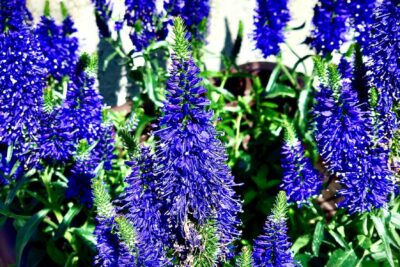 Przetacznik kłosowy NANA BLAUTEPPICH