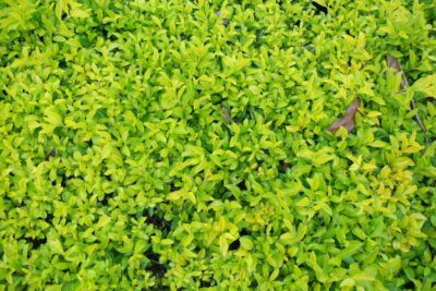 Macierzanka cytrynowa AUREUS