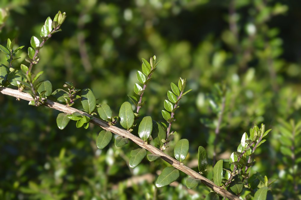 Suchodrzew chiński - 1