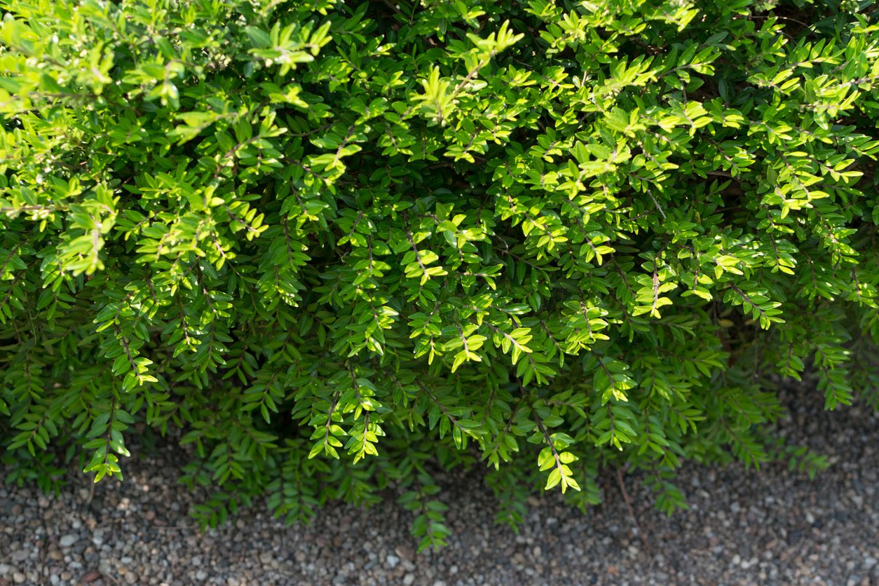 Suchodrzew chiński - 3