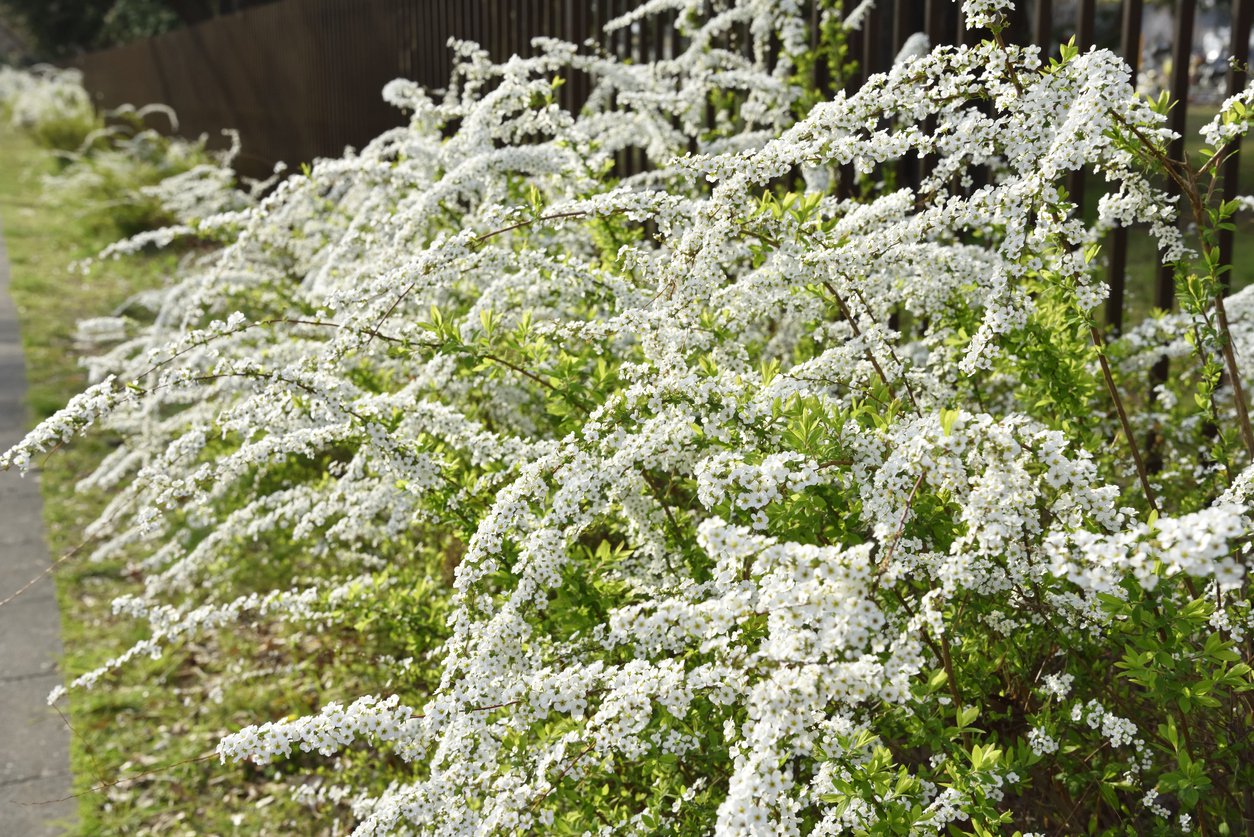 Tawuła szara GREFSHEIM - 2