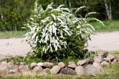 Tawuła szara GREFSHEIM