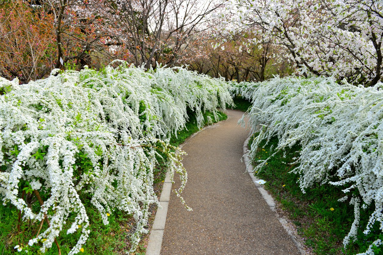Tawuła szara GREFSHEIM - 3