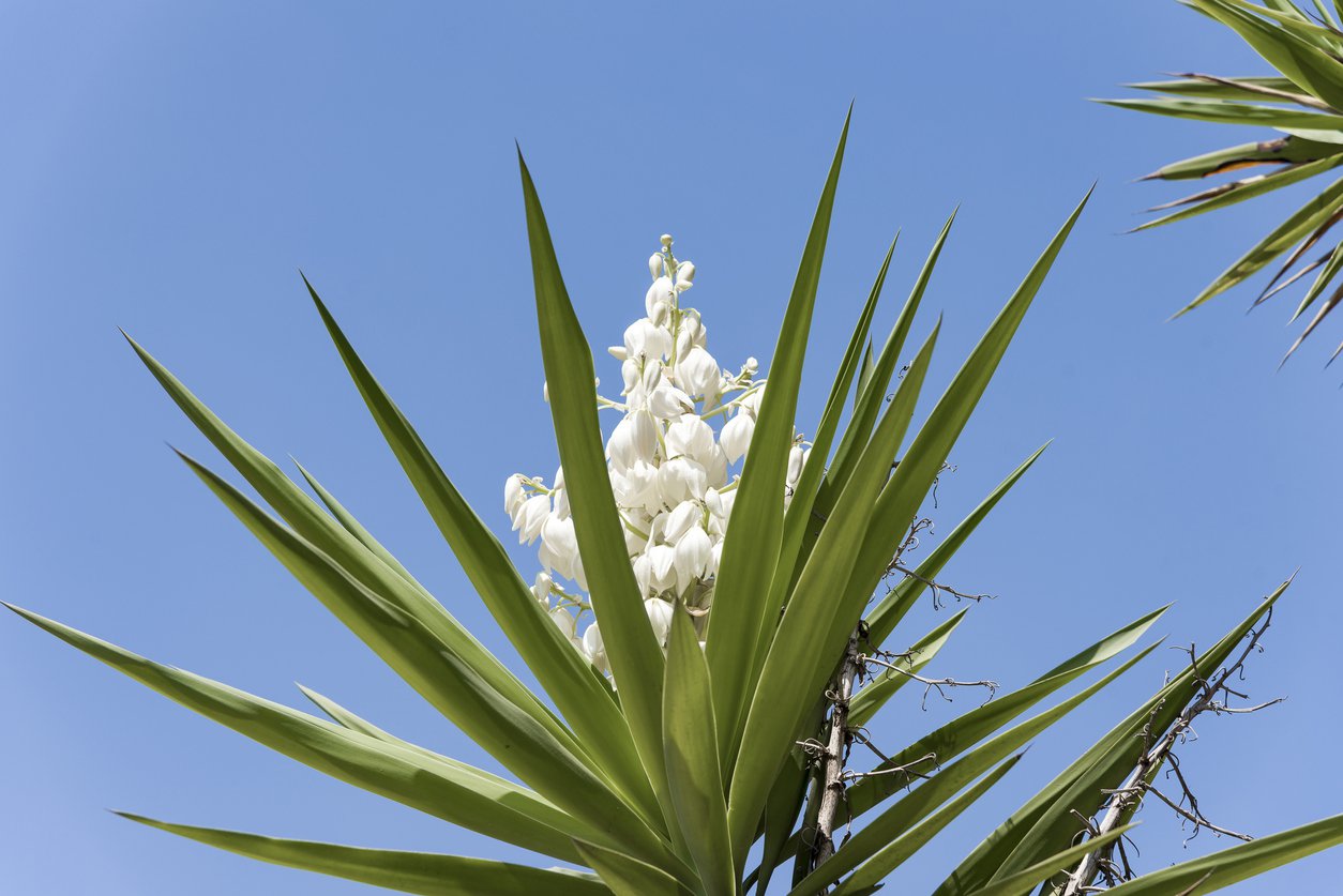 Juka yucca karolińska DUŻA SADZONKA - 3