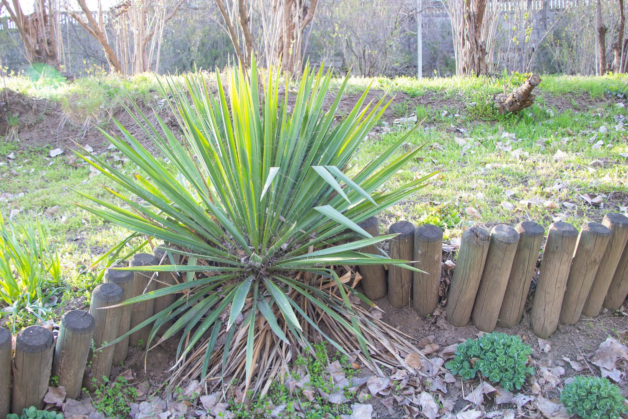 Juka yucca karolińska DUŻA SADZONKA - 2