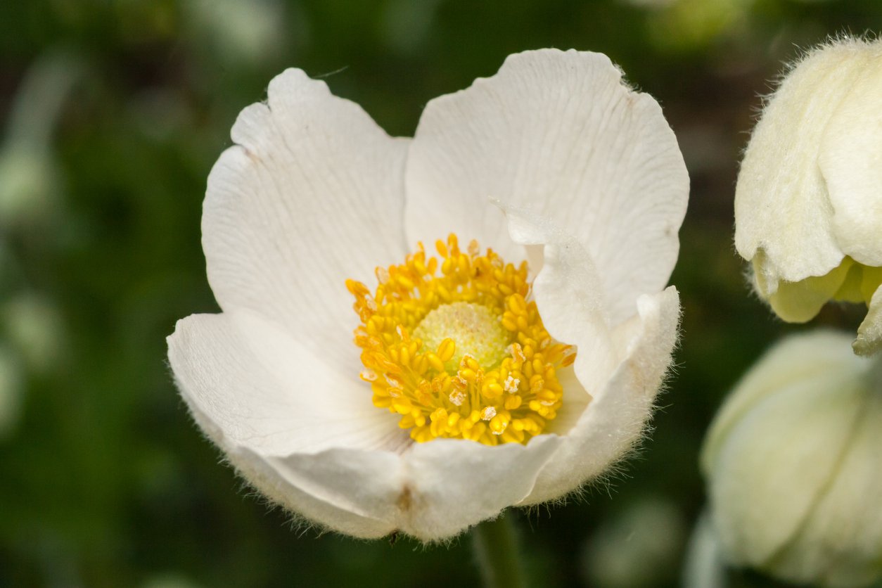 Sasanka na skalniak PINWHEEL WHITE - 2