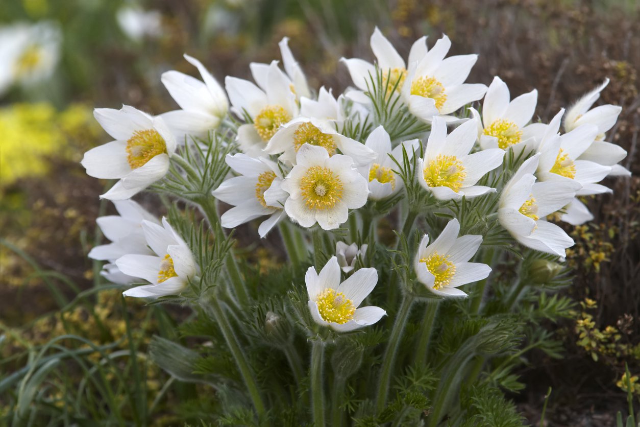 Sasanka na skalniak PINWHEEL WHITE