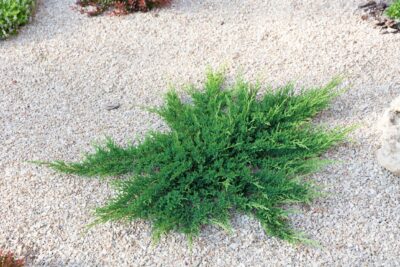 Jałowiec płożący PRINCE OF WALES