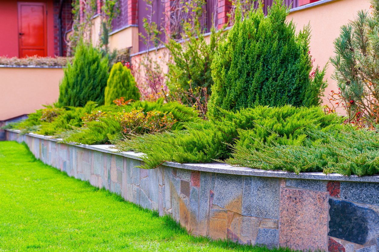 Jałowiec płożący PRINCE OF WALES - 5