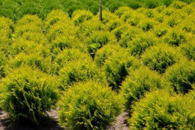 Tuja thuja złota DAWID