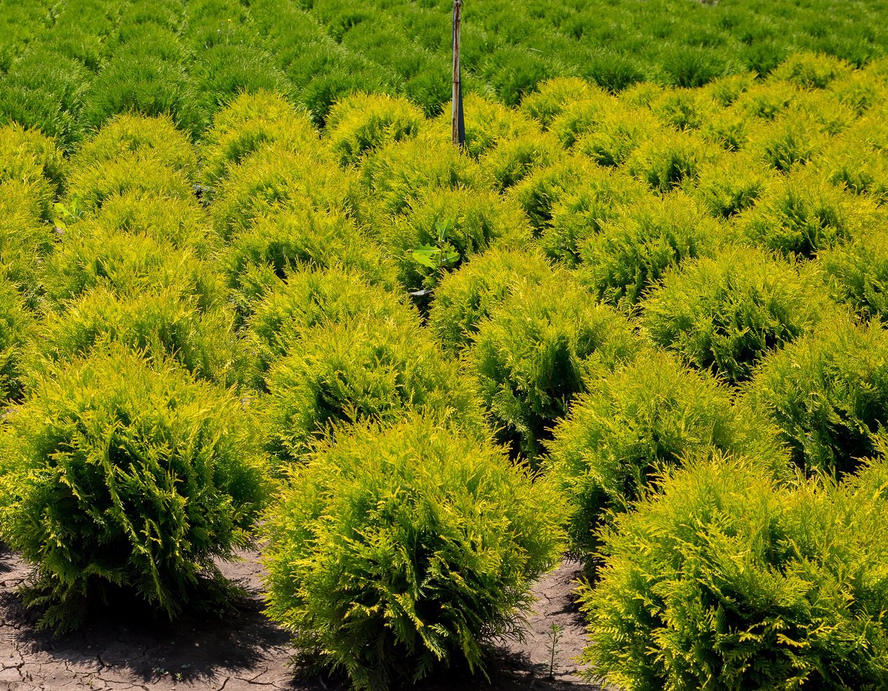 Tuja thuja złota DAWID