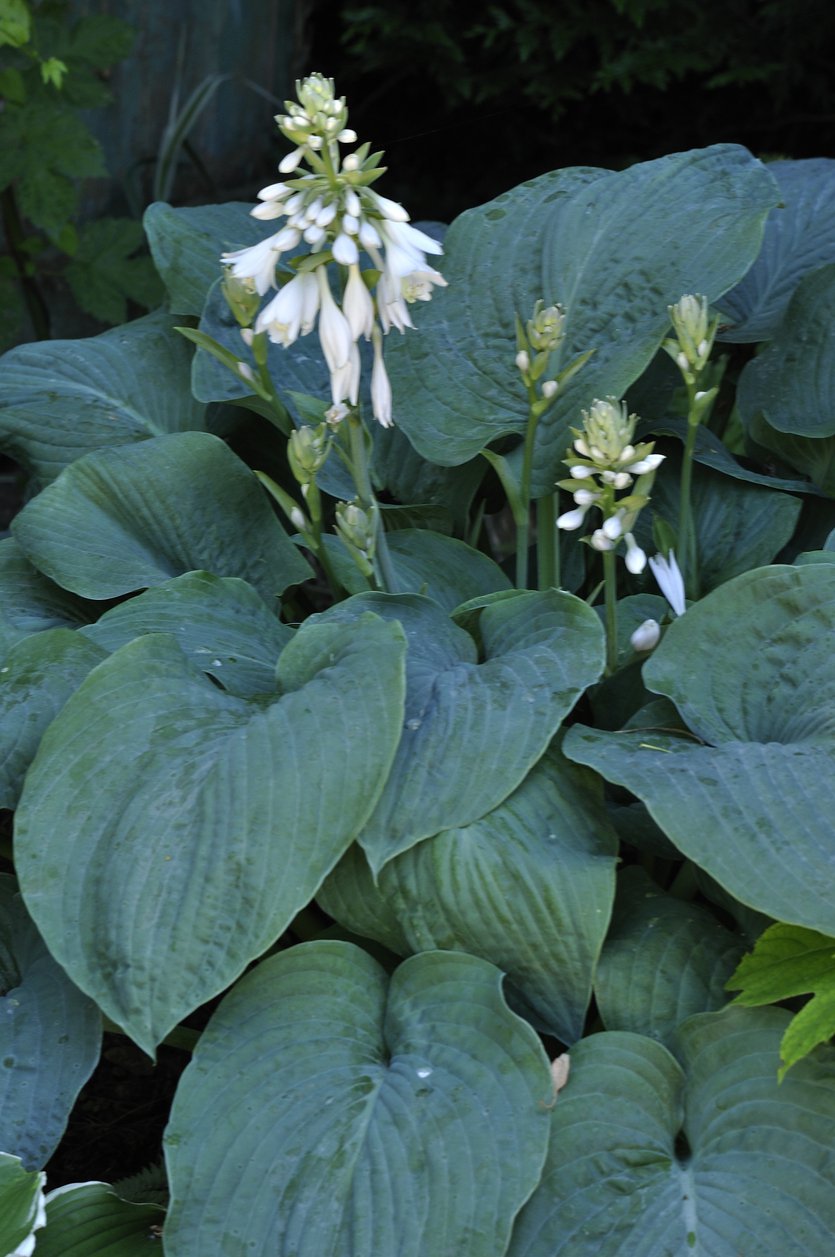 Funkia Hosta PACIFIC BLUE EDGER - 2