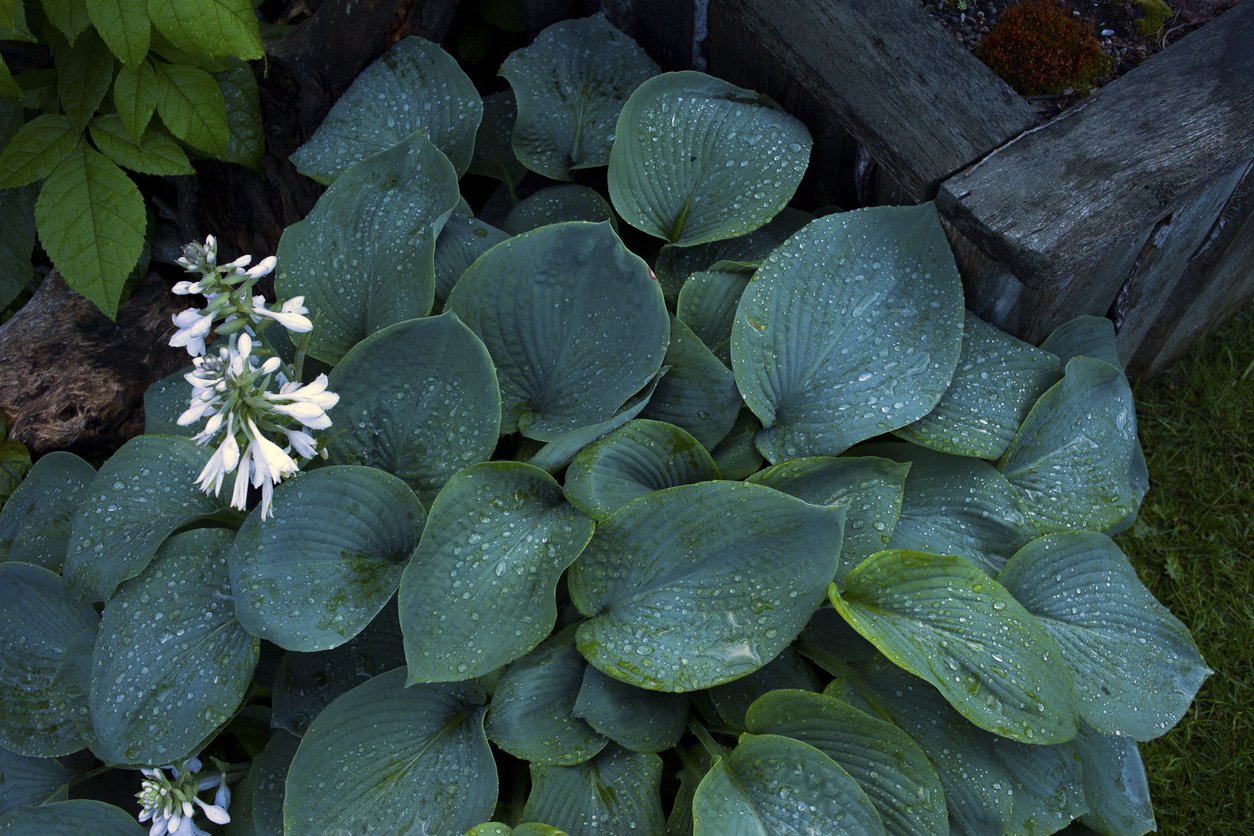 Funkia Hosta PACIFIC BLUE EDGER