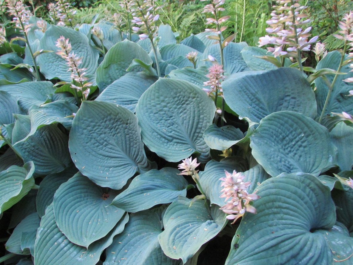Funkia Hosta PACIFIC BLUE EDGER - 3