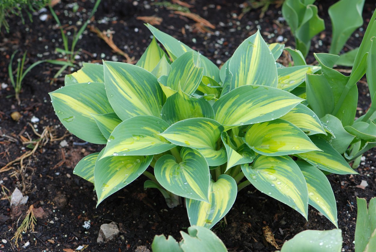 Funkia Hosta GIPSY ROSE