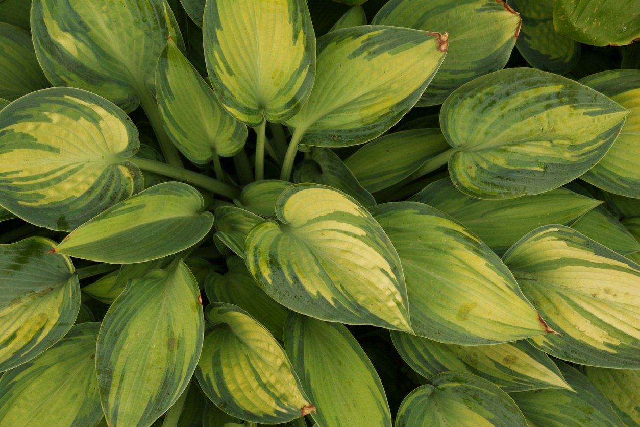 Funkia Hosta GIPSY ROSE - 2