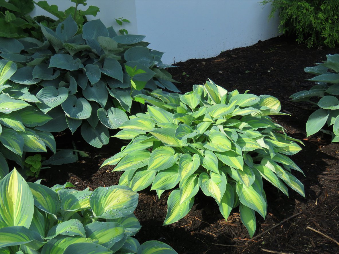 Funkia Hosta GIPSY ROSE - 3