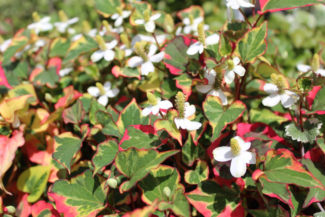 Pstrolistka sercowata CHAMELEON