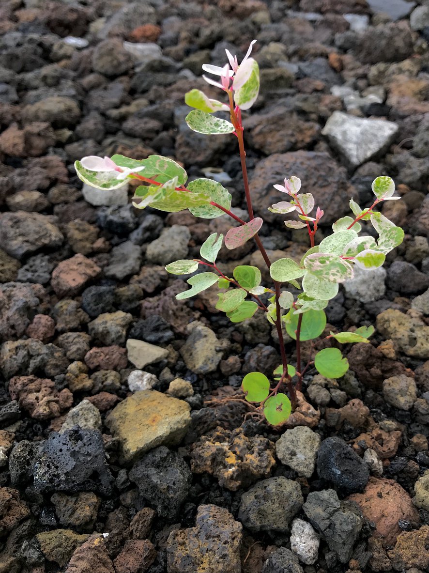 Pstrolistka sercowata CHAMELEON - 3