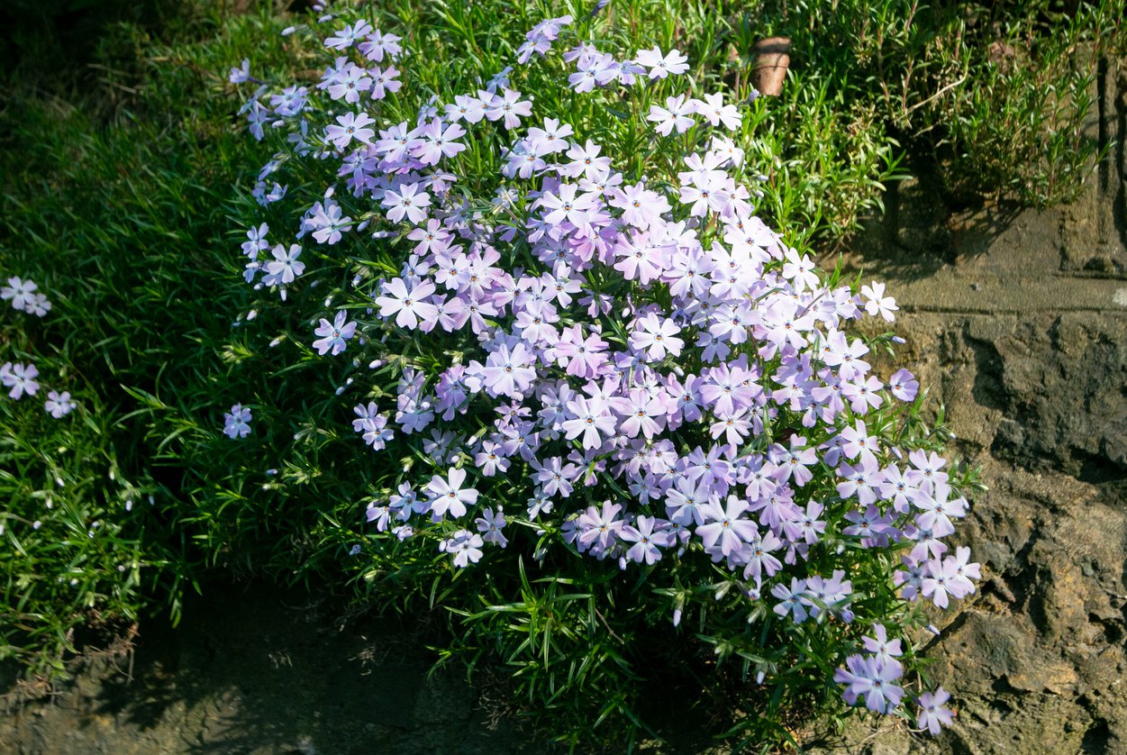 Płomyk Floks AMAZING GRACE - 3