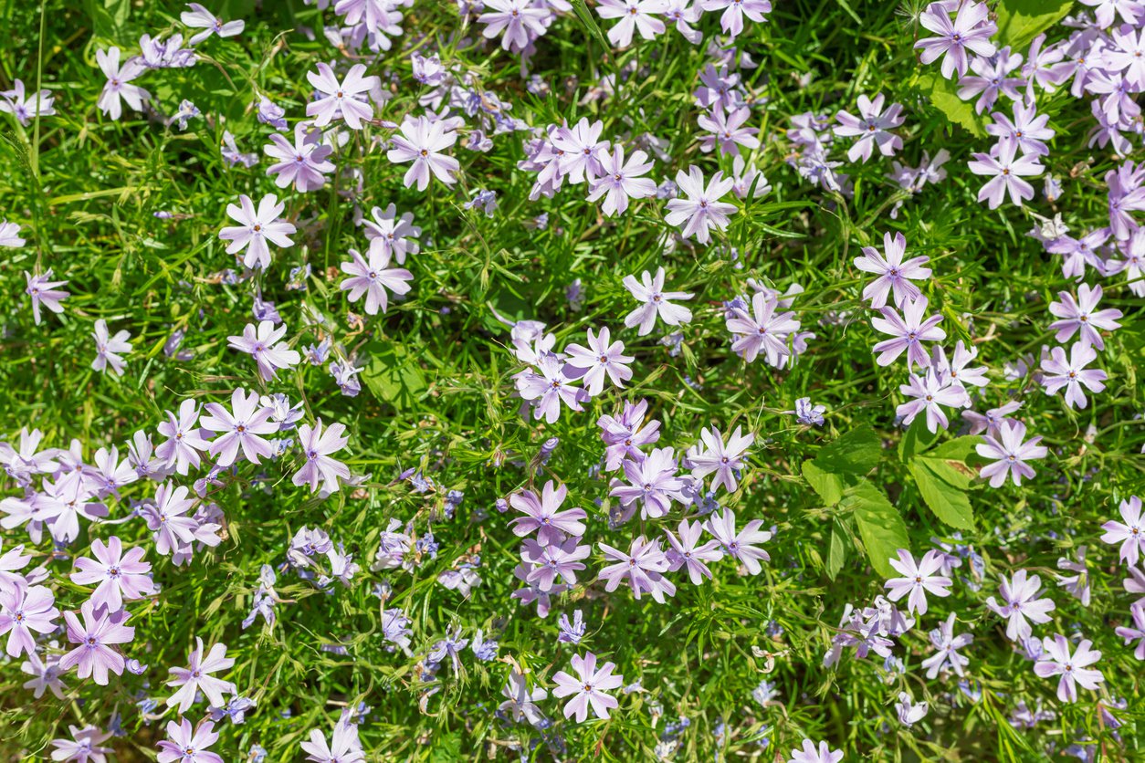 Płomyk Floks AMAZING GRACE - 2