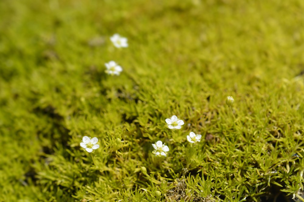 KARMNIK OŚCISTY - 3