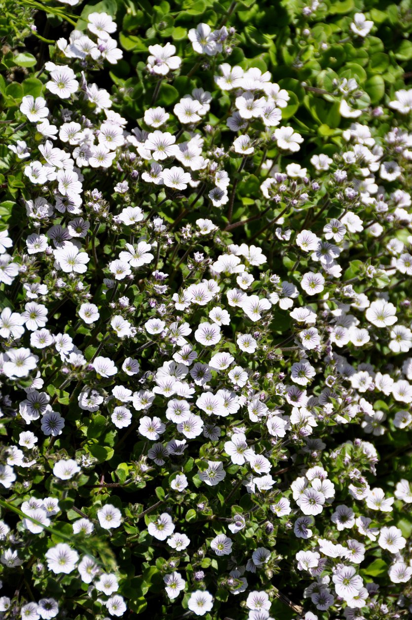 GIPSÓWKA ROGOWNICOWATA - 2