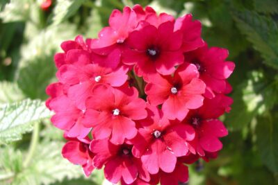 Płomyk Floks ORANGE PERFECTION