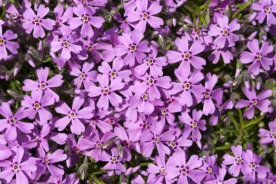 Płomyk Floks FORT HILL