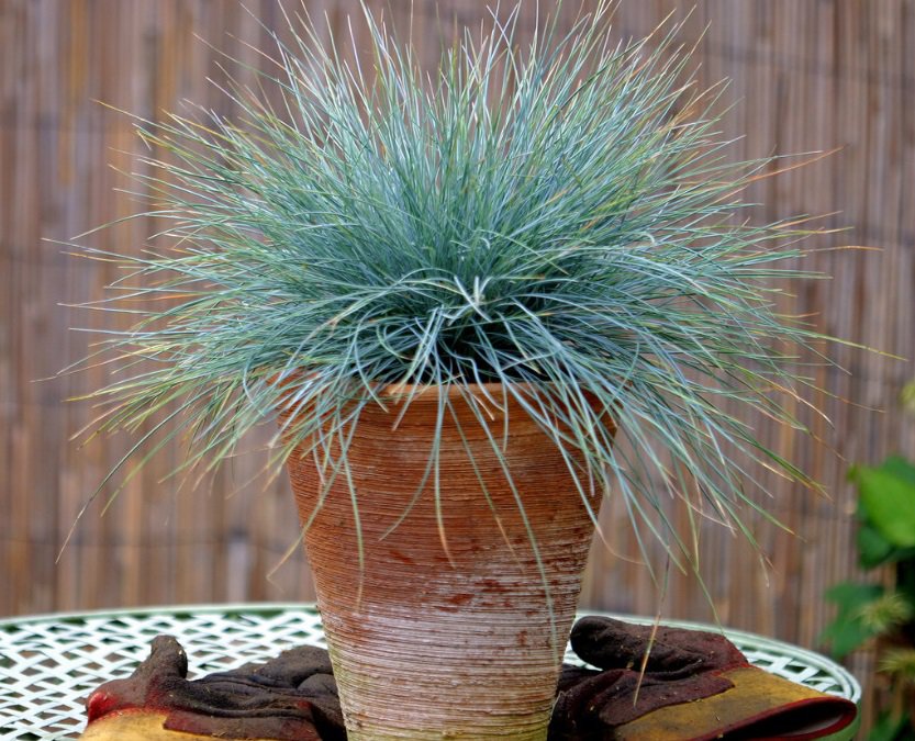 Trawa KOSTRZEWA ELIJAH BLUE