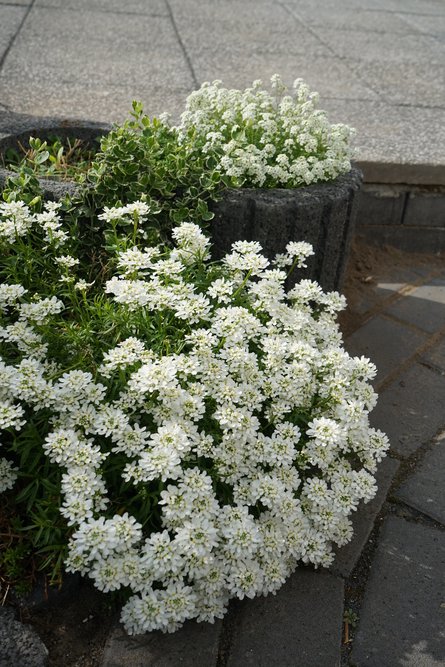 Ubiorek WIECZNIE ZIELONY TAHOLE - 1