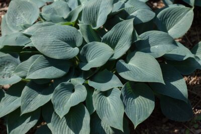 Funkia Hosta BLUE MAMMOTH