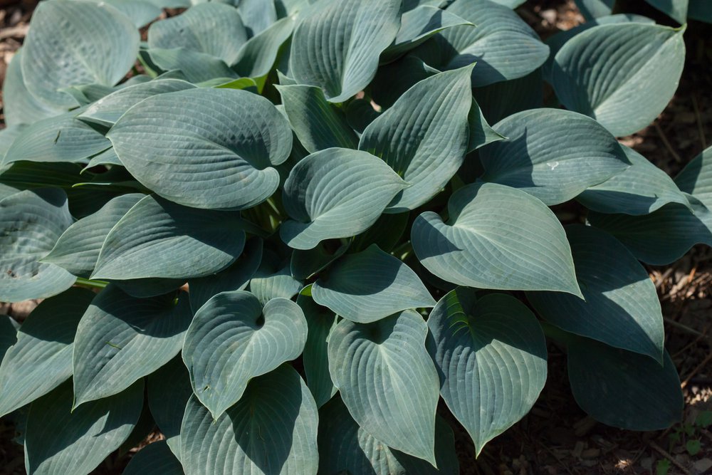 Funkia Hosta BLUE MAMMOTH