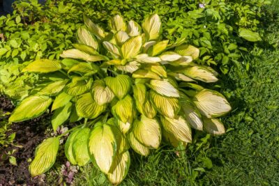 Funkia Hosta ORANGE MARMALADE