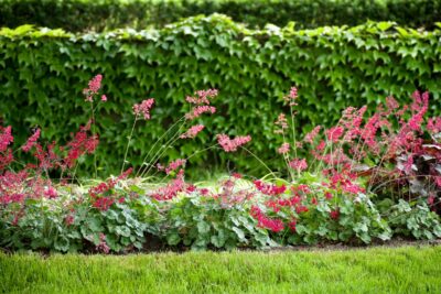 Żurawka CORAL FOREST