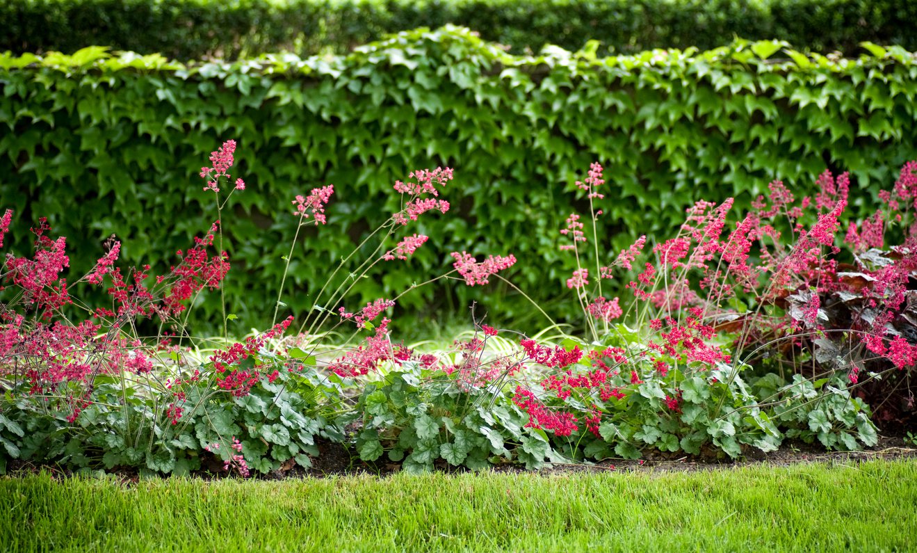 Żurawka CORAL FOREST